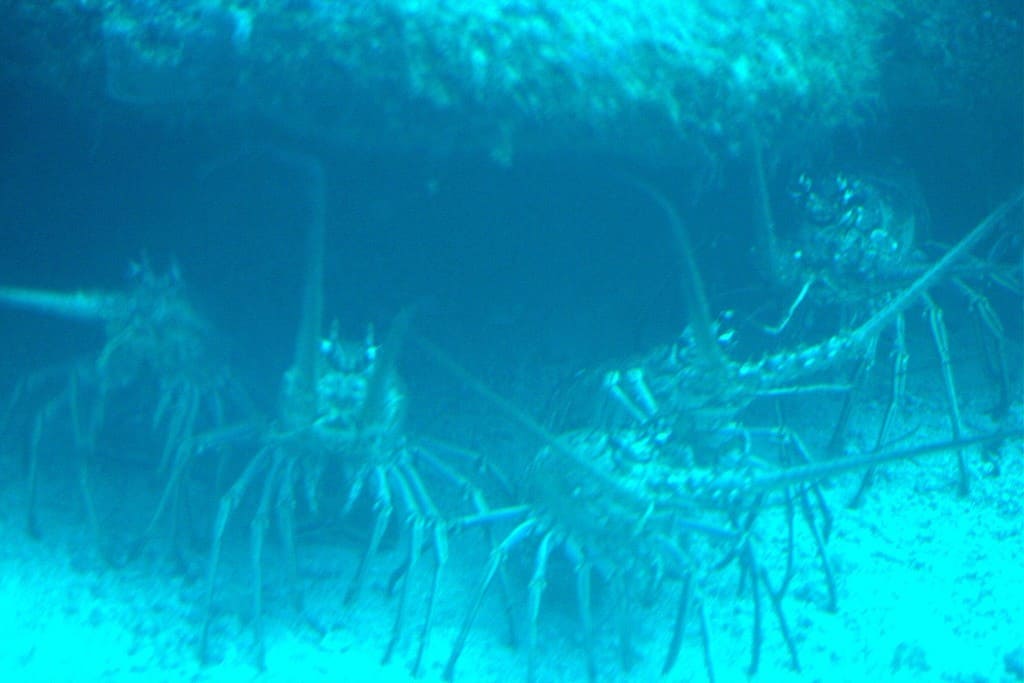 Underwater Adventures Image 28- Image 8