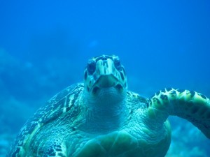 Save the Turtles While on Holiday