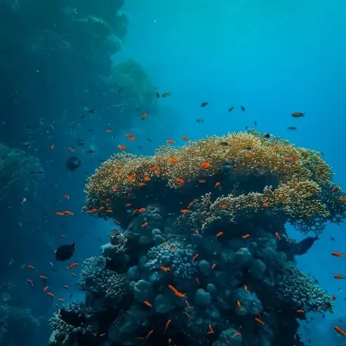 Submarine Day Dive