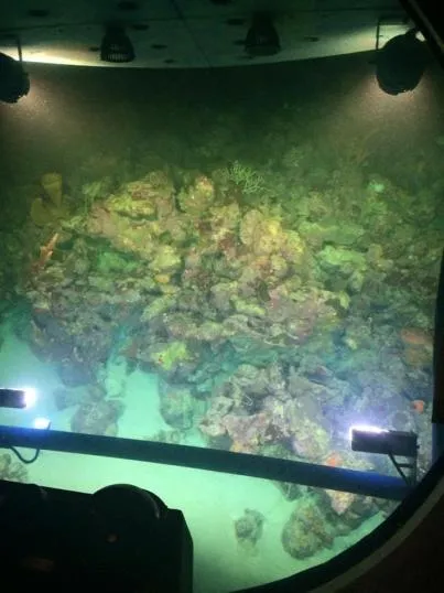 Submarine Night Dive
