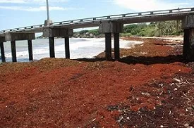 Company Eyes Seaweed Exports