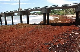 Company Eyes Seaweed Exports