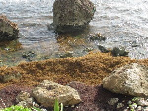 Sargassum Saga 2015