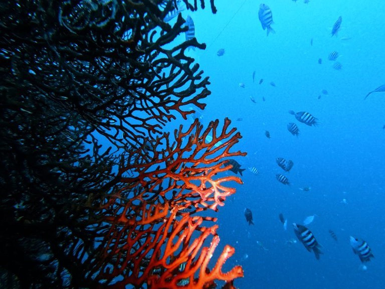 Barbados Blue