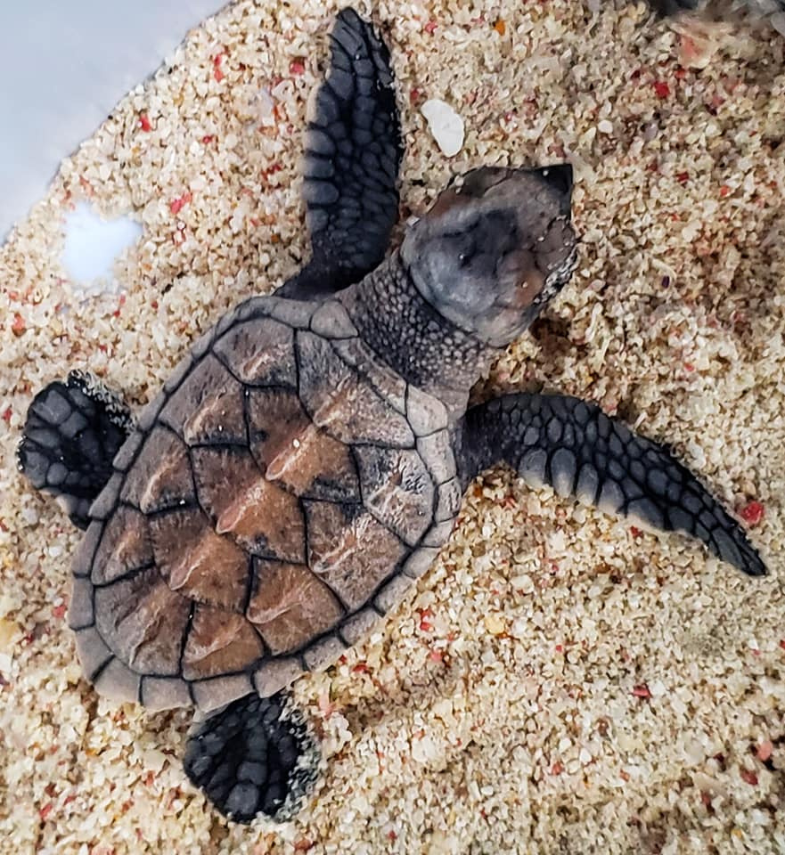 Barbados Sea Turtle Project