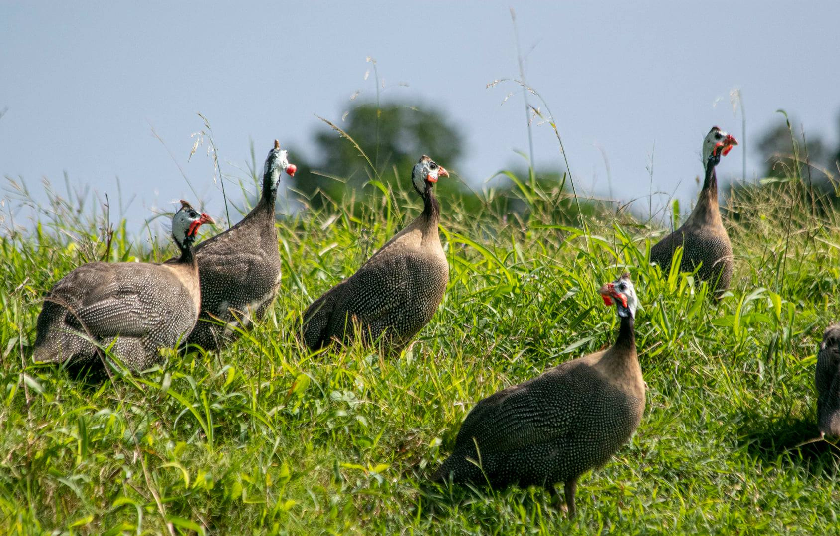 Peg Farm & Nature Reserve