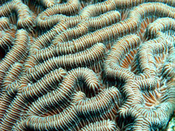 Brain Coral