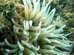 Pink Tipped Anemone