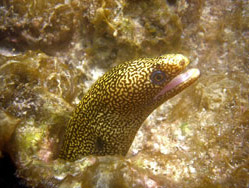 Spotted Moral Eel