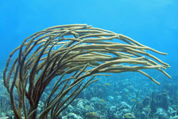 Sea Rod